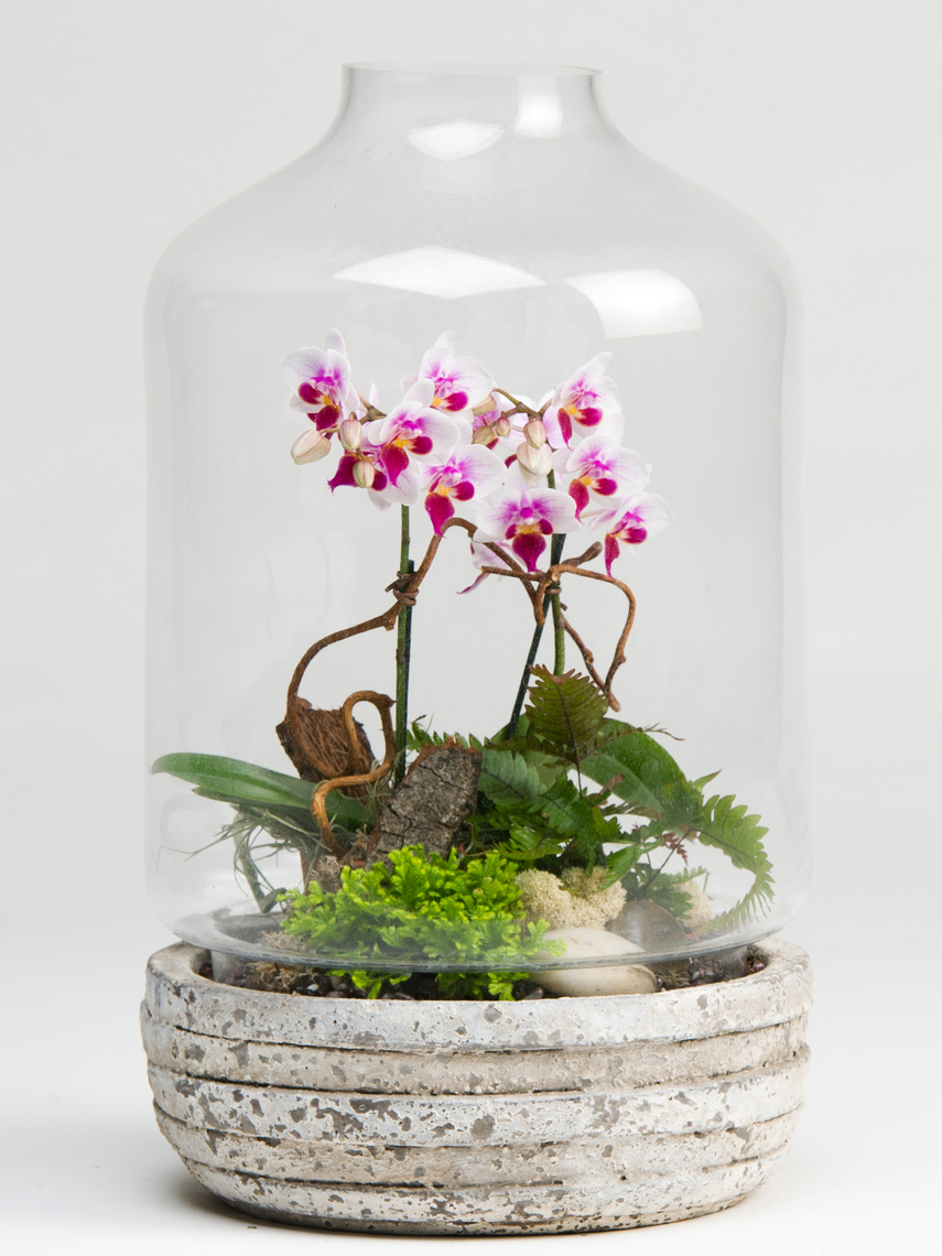 zoom_orchidterrariumplant-15031041509